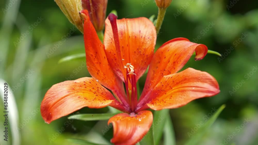 Beautiful orange flower close-up. Lilium bulbiferum or orange lily, fire lily, Jimmy Bane, tiger lily, St. John Lily - herbaceous European lily with underground bulbs, belonging to Liliaceae Beautiful orange flower close-up. Lilium bulbiferum or orange lily, fire lily, Jimmy Bane, tiger lily, St. John Lily - herbaceous European lily with underground bulbs, belonging to Liliaceae