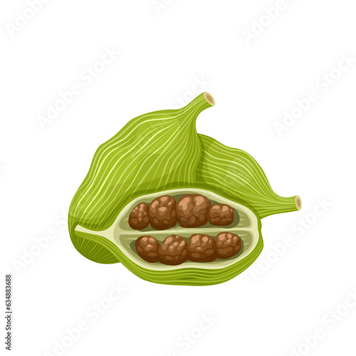 Vector illustration, green cardamom, or Elettaria cardamomum, isolated on white background.