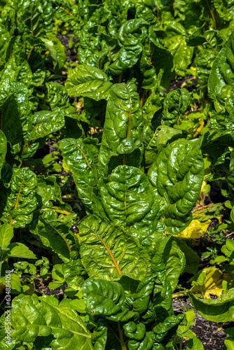 Bild auf Leinwand Swiss Chard (Beta vulgaris) Flavescens Group Canary Yellow