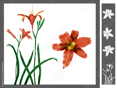 Orange Tiger Lilies
