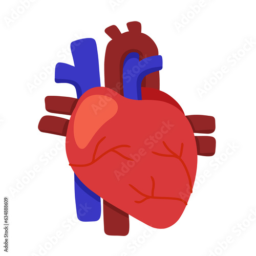 Human heart organ that serves as a pump to circulate the blood.
