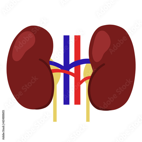 The kidneys are two bean-shaped organs. a major function of the kidneys is to remove waste products and excess fluid from the body.