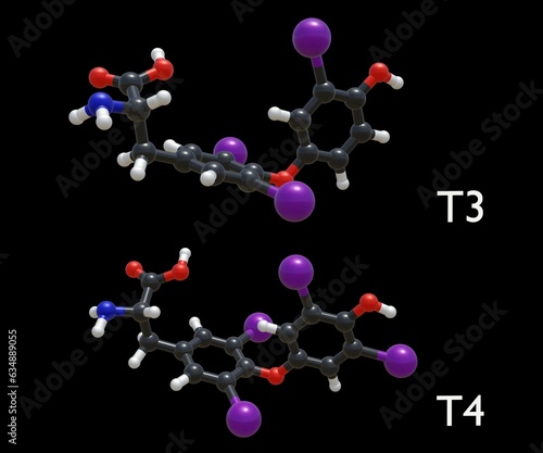 The main hormones produced by the thyroid gland are thyroxine or tetraiodothyronine or T4 and triiodothyronine or T3 3d rendering photo