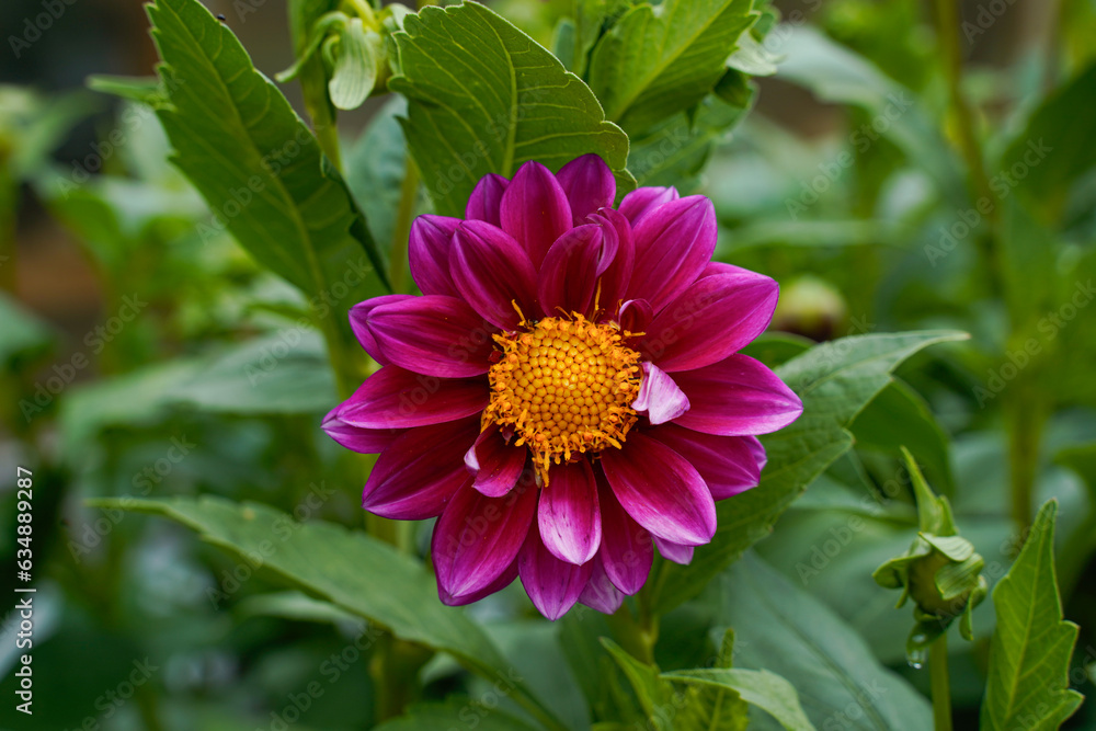 Single, purple and white dahlia flower. Single, purple and white dahlia flower.