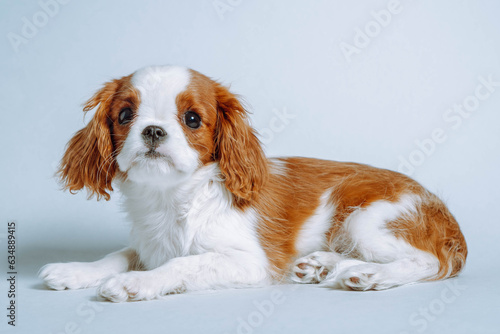 Portrait of Cavalier King Charles Spaniel lying on floor. Funny puppy resting indoor. Baby dog with red and white fur.