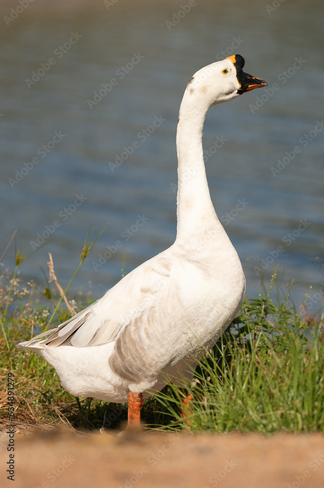 Obraz premium Selective focus on white goose.white goose is standing.