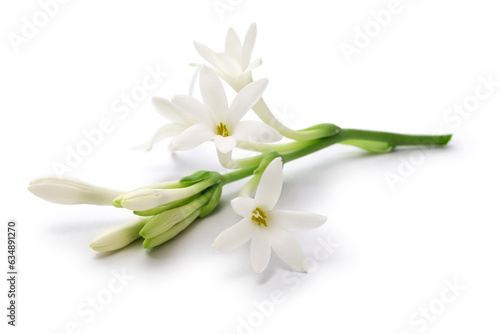 Tuberose flowers and buds isolated on white background