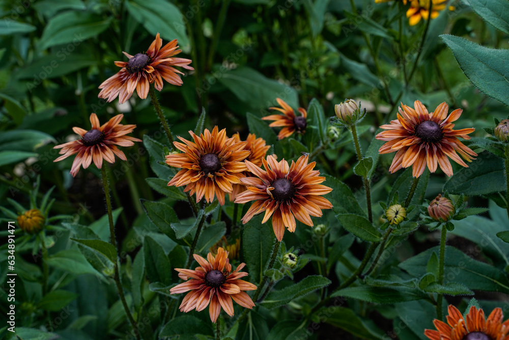 Dark rudbeckia flowers growing in an outdoor garden space. Dark rudbeckia flowers growing in an outdoor garden space.