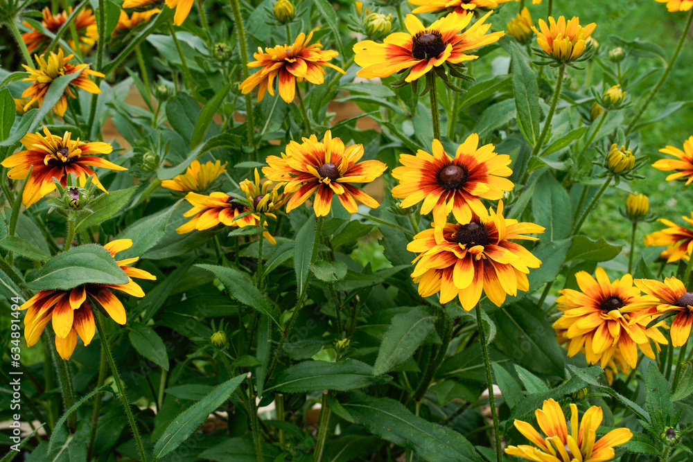 Bright yellow and orange rudbeckia flowers growing in an outdoor garden space. Bright yellow and orange rudbeckia flowers growing in an outdoor garden space.