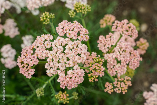 Blush color yarrow growing in a rural field.