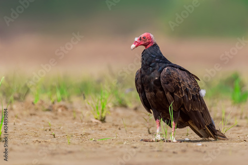 Urubu-de-cabeça-vermelha | Turkey Vulture photo