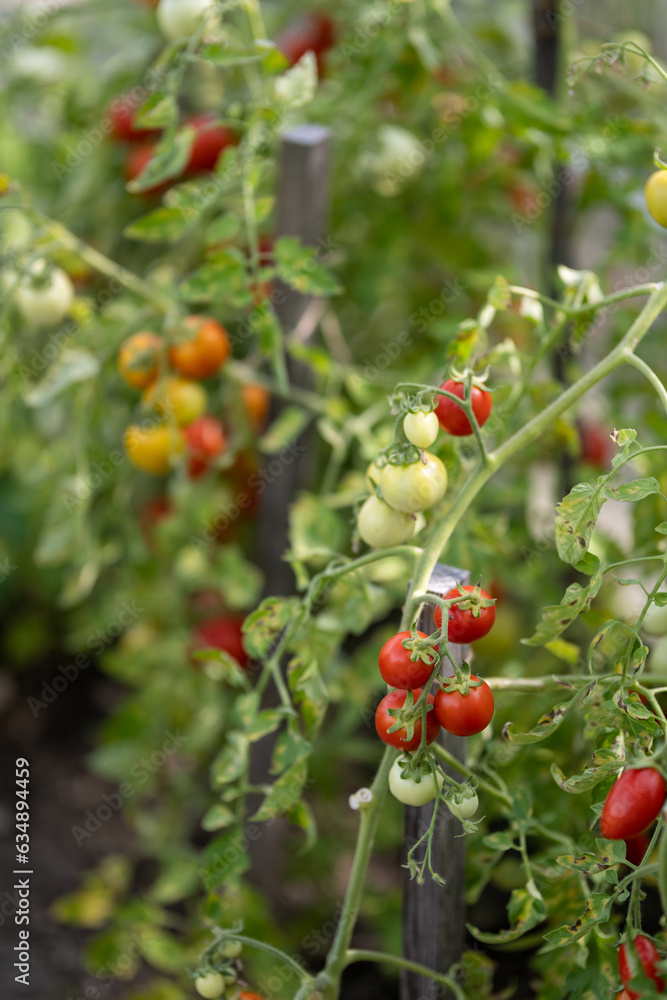 Red tomatoes on the plant.