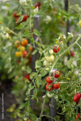 Red tomatoes on the plant.
