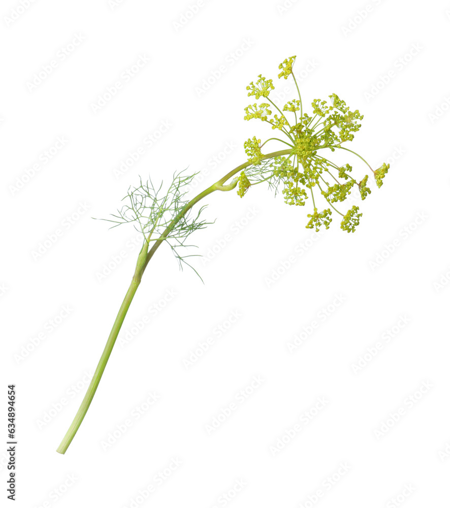 Green fresh flowering dill on white background Green fresh flowering dill on white background