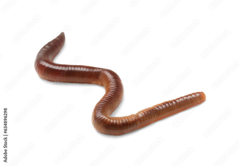 One earthworm isolated on white. Terrestrial invertebrates One earthworm isolated on white. Terrestrial invertebrates