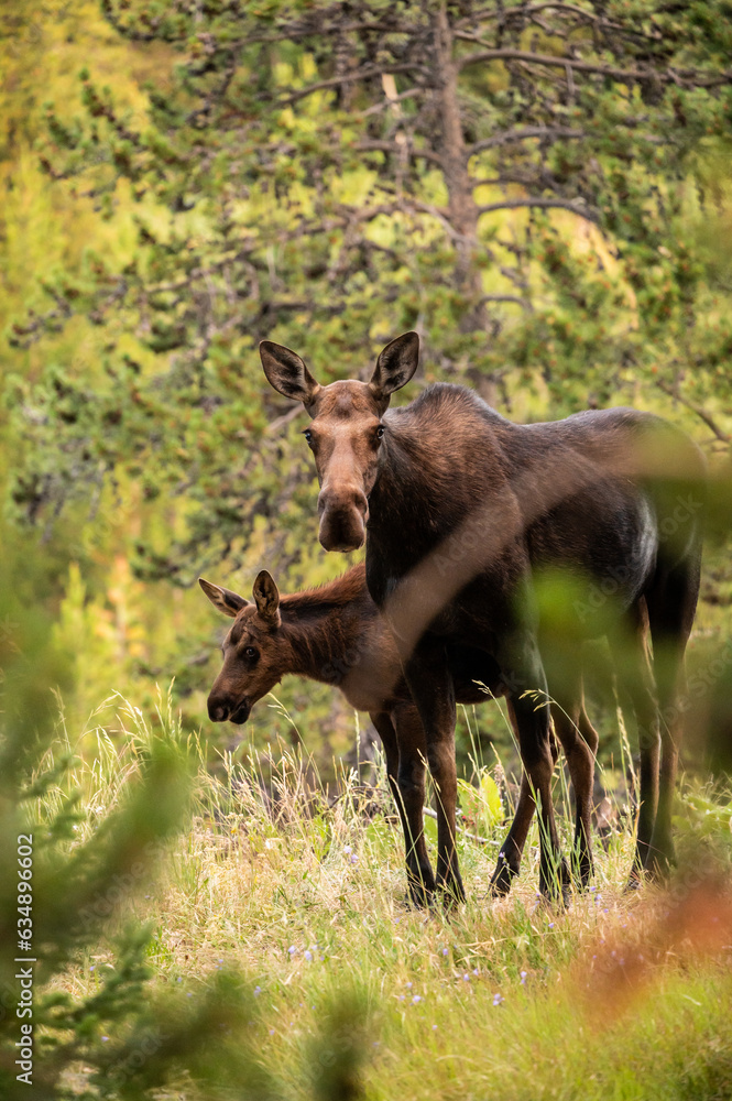 Mother Moose Pauses To Look At Camera With Calf Behind Her Mother Moose Pauses To Look At Camera With Calf Behind Her