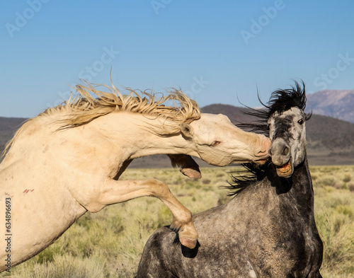 Wild Horse Love Bite