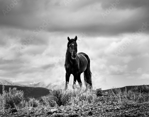 Lone Wild Stallion