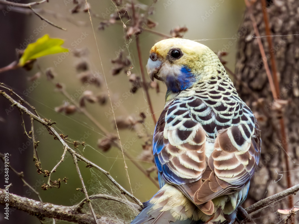 Pale-headed Rosella in Queensland Australia Pale-headed Rosella in Queensland Australia