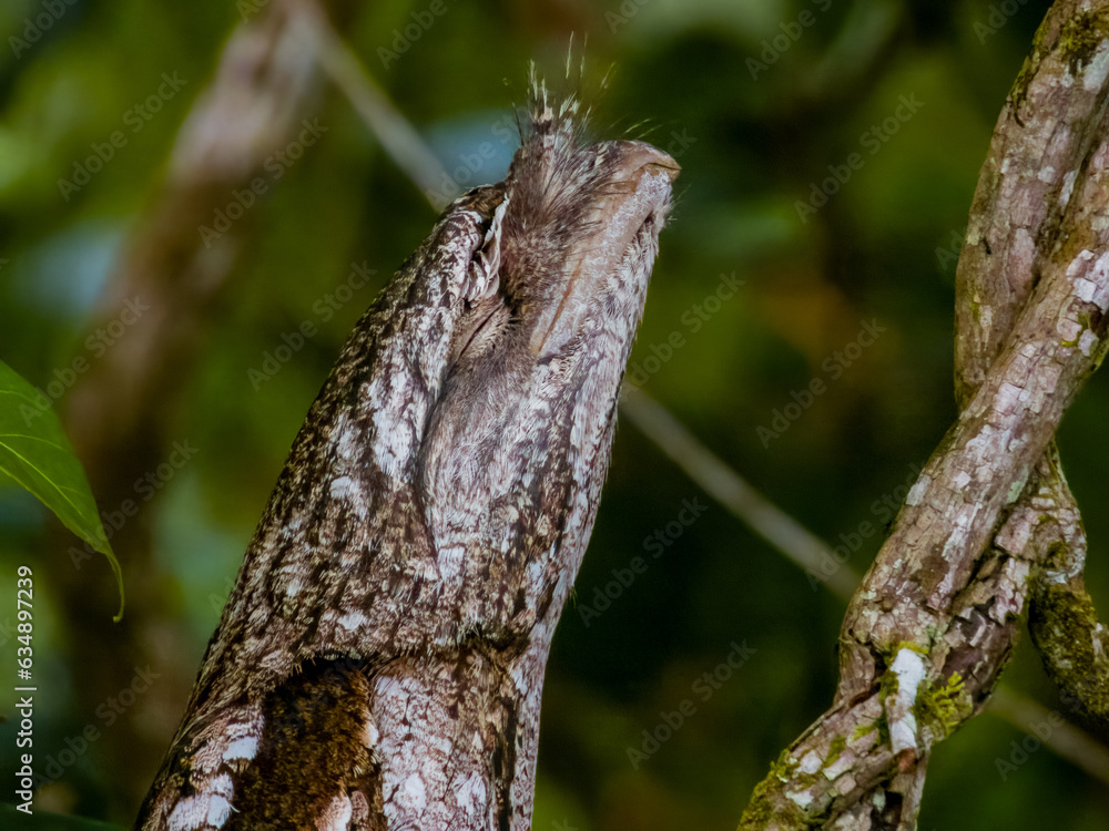 Papuan Frogmouth in Queensland Australia Papuan Frogmouth in Queensland Australia