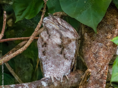 Photography Papuan Frogmouth in Queensland Australia