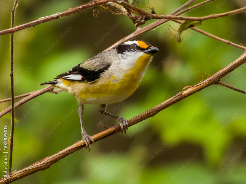 Obraz premium Striated Pardalote in Queensland Australia