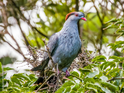 Topknot Pigeon in Queensland Australia photo