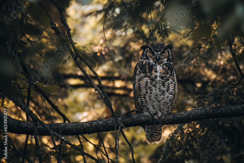 Great horned owl in morning lights