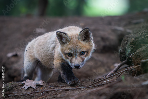 Fototapeta Naklejka Na Ścianę i Meble -  Baby fox coming out of the den

