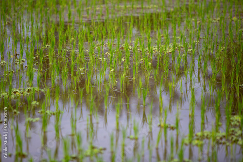 Close up on Rice Sprouts