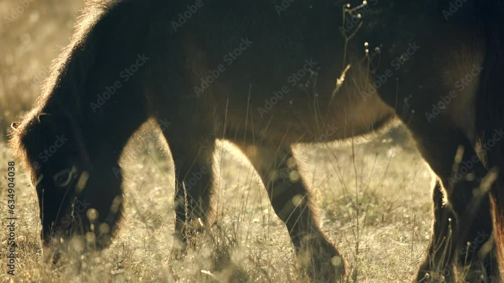 Sunlit wild exmoor pony horse in late autumn nature habitat in Milovice, Czech republic. Protected animals considered as horse ancestor maintain the environment of steppe landscape. Sunlit wild exmoor pony horse in late autumn nature habitat in Milovice, Czech republic. Protected animals considered as horse ancestor maintain the environment of steppe landscape.