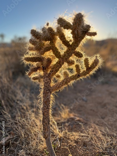 Joshua Tree cactus (Yucca brevifolia)