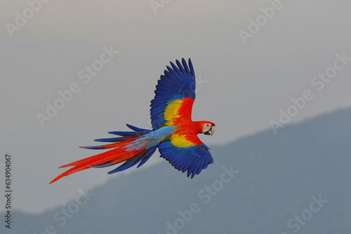 Scarlet macaw parrot flying over the mountain. © Passakorn