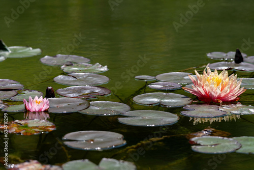 モネの庭（高知県北川村）