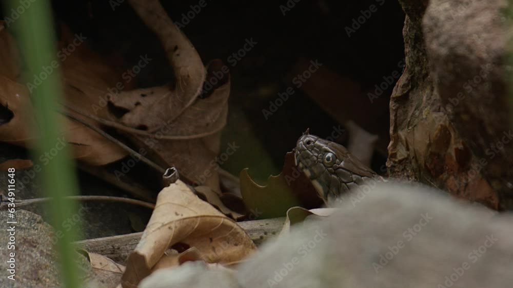 A Water Snake (aka Grass Snake) pokes its head out from between some boulders tasting the air with its tongue A Water Snake (aka Grass Snake) pokes its head out from between some boulders tasting the air with its tongue
