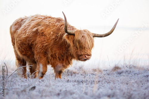 highland cow in winter