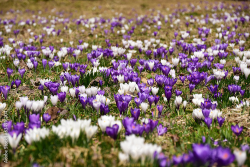 白と紫のクロッカスの群生