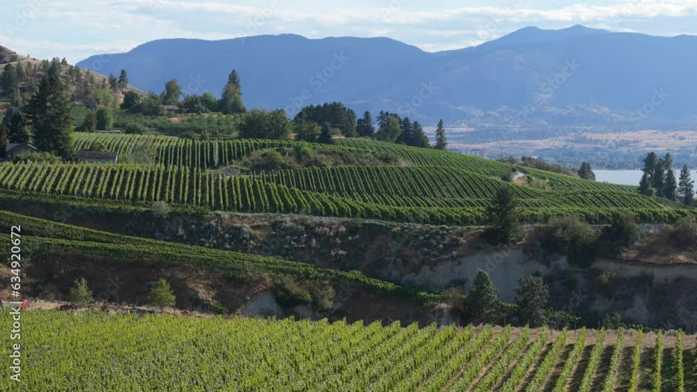view of vineyard with Okanagan lake in the background. High quality 4k footage view of vineyard with Okanagan lake in the background. High quality 4k footage