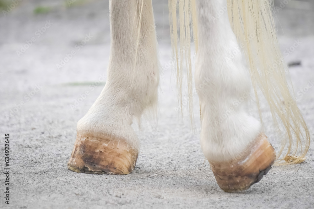 White horse legs are treading the asphalt road in urban areas. White horse legs are treading the asphalt road in urban areas.