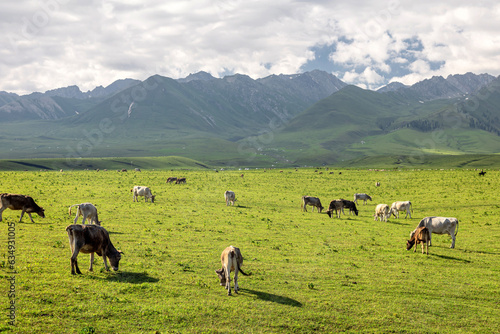 Cattle on the Xinjiang steppe