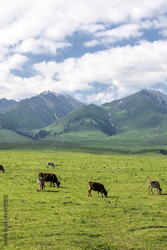 Cattle on the Xinjiang steppe