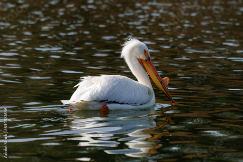 American White Pelican (Pelecanus erythrorhynchos) on the Snake River in Grand Teton National Park at Oxbow Bend. 