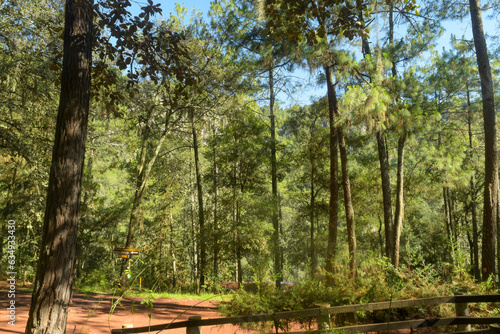 trees in the forest