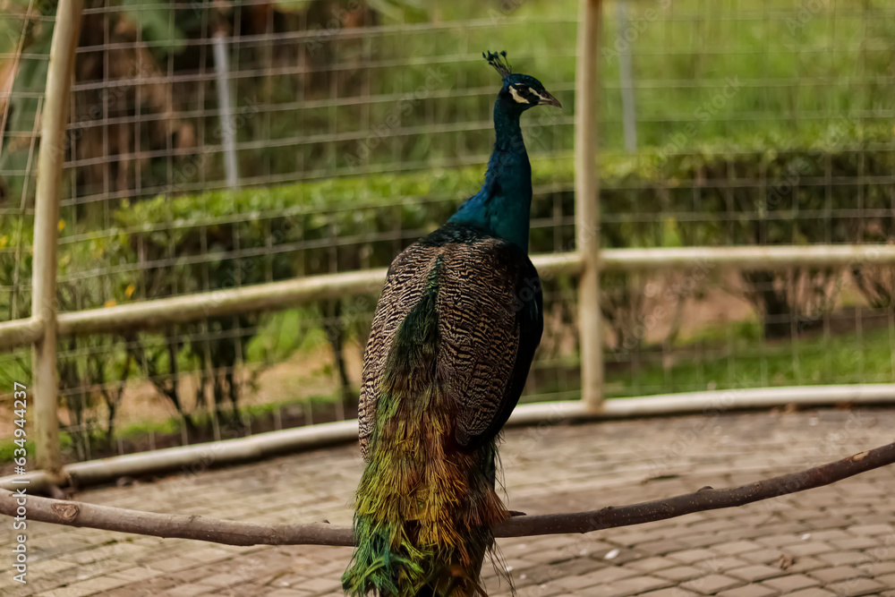 Fototapeta premium Close up shot of a beautiful male peacock.