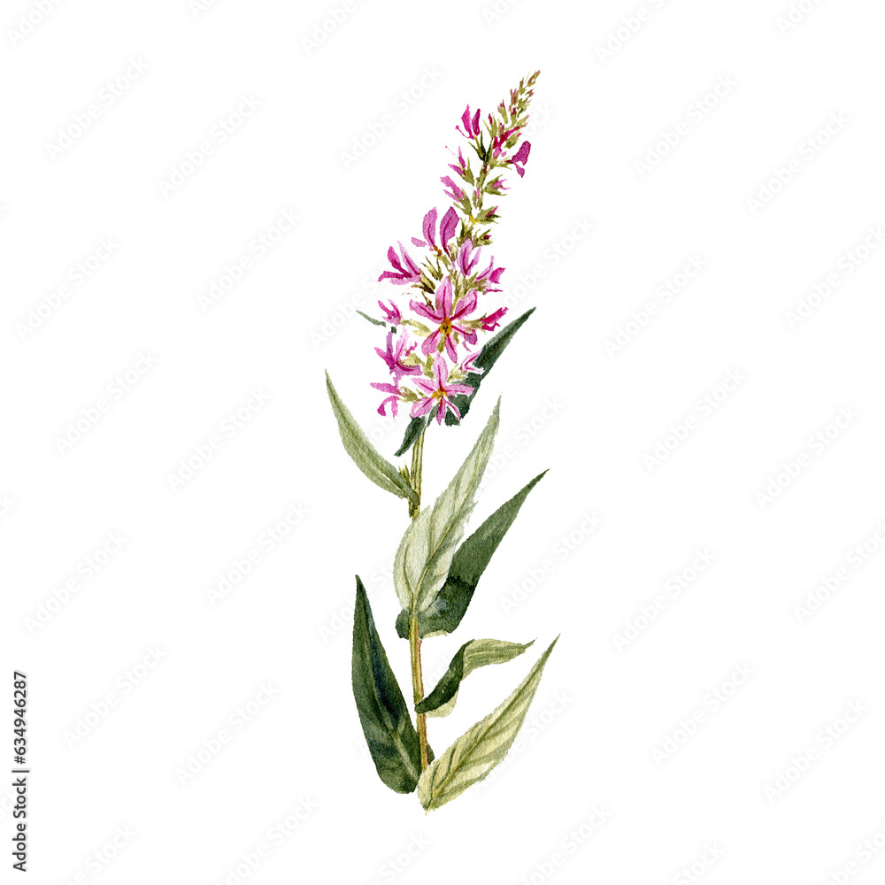 watercolor drawing plant of purple loosestrife with leaves and flower, Lythrum salicaria isolated at white background, natural element, hand drawn botanical illustration