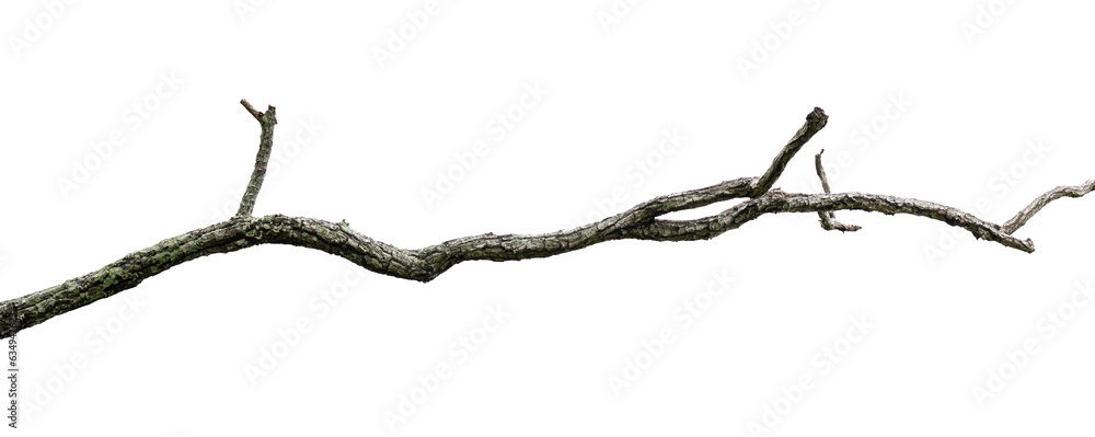 Dry branches, white background, png.