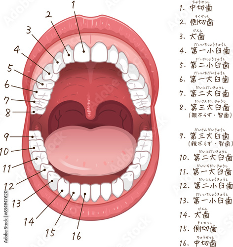 永久歯・歯・歯の名称・Teeth・permanent teeth Chart・イラスト・illustration