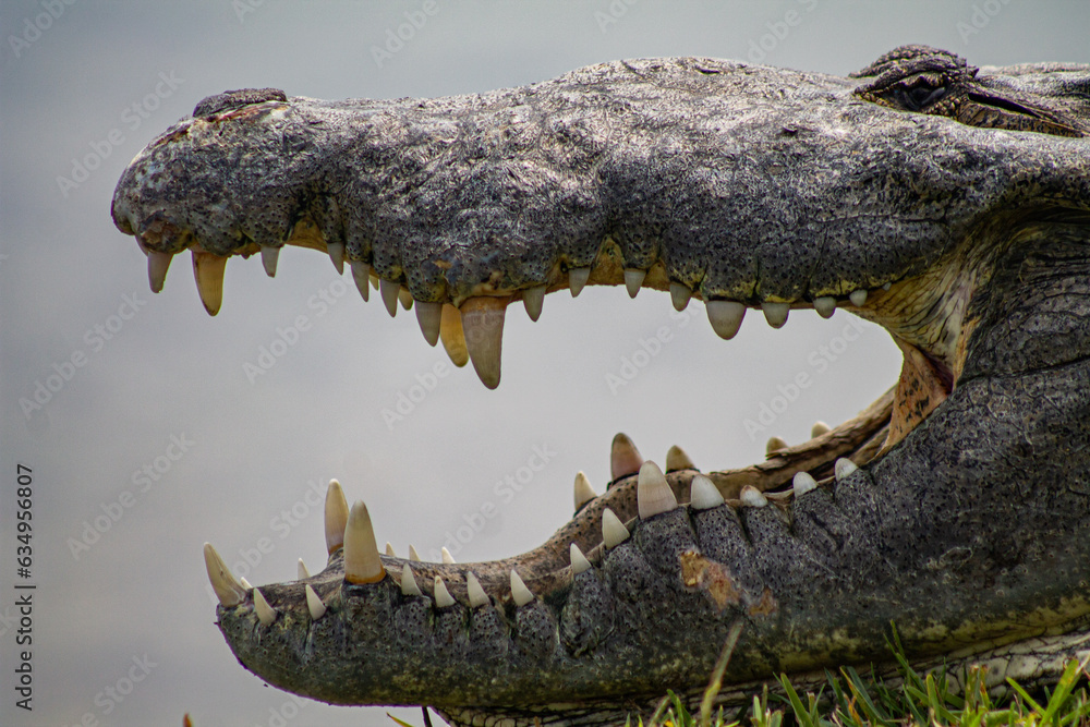Obraz premium Colmillos de cocodrilo