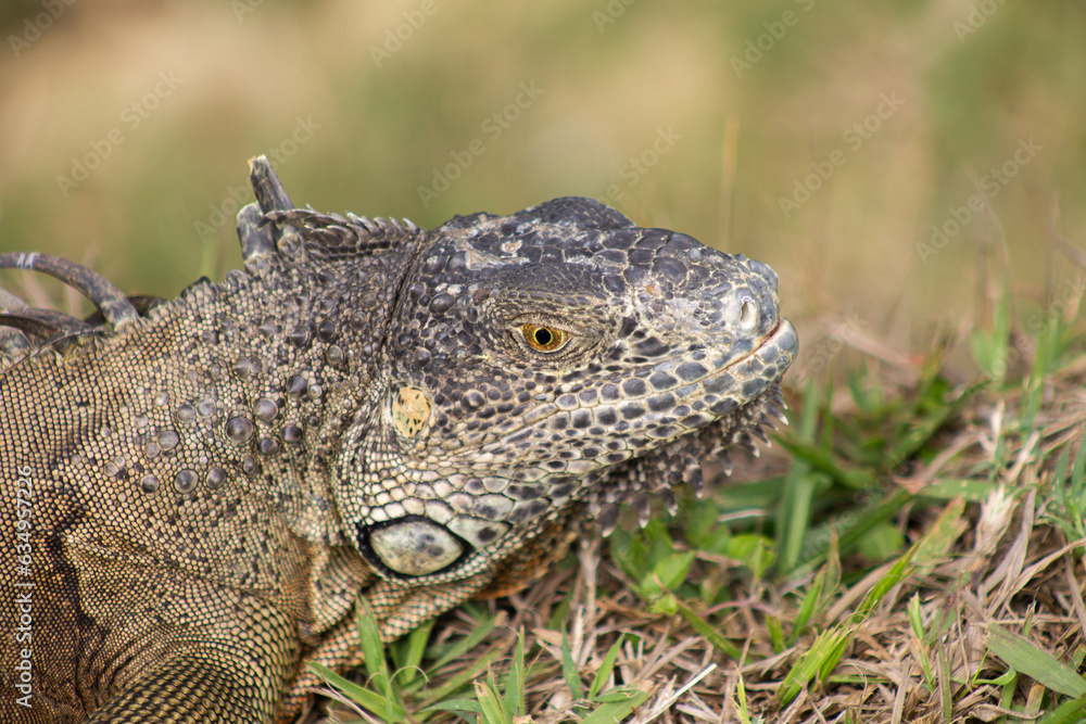 Fototapeta premium Iguana