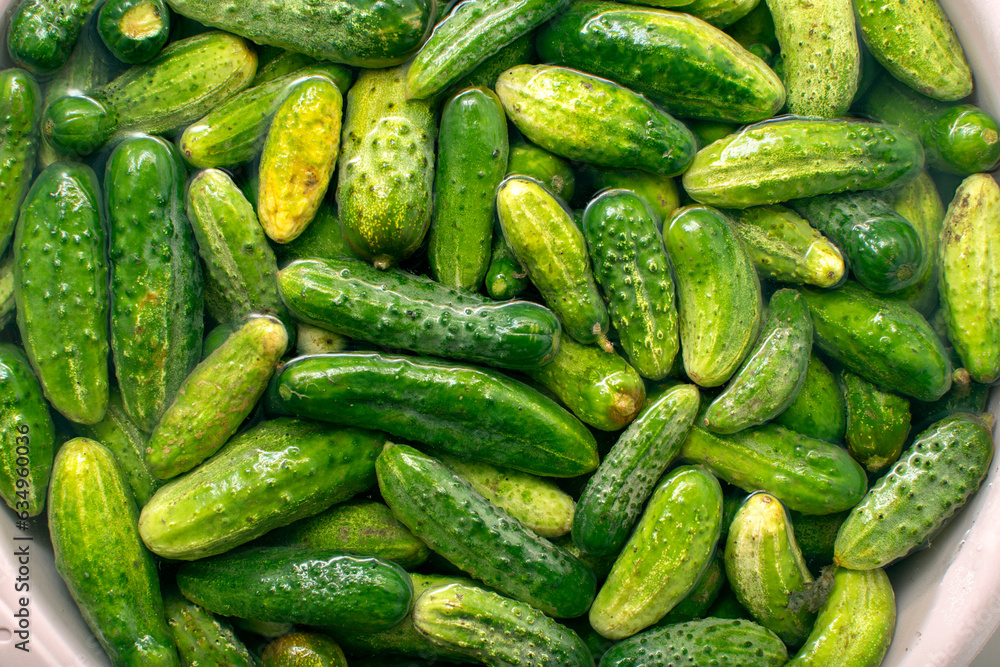 Closeup view of cucumbers soaked in water Closeup view of cucumbers soaked in water